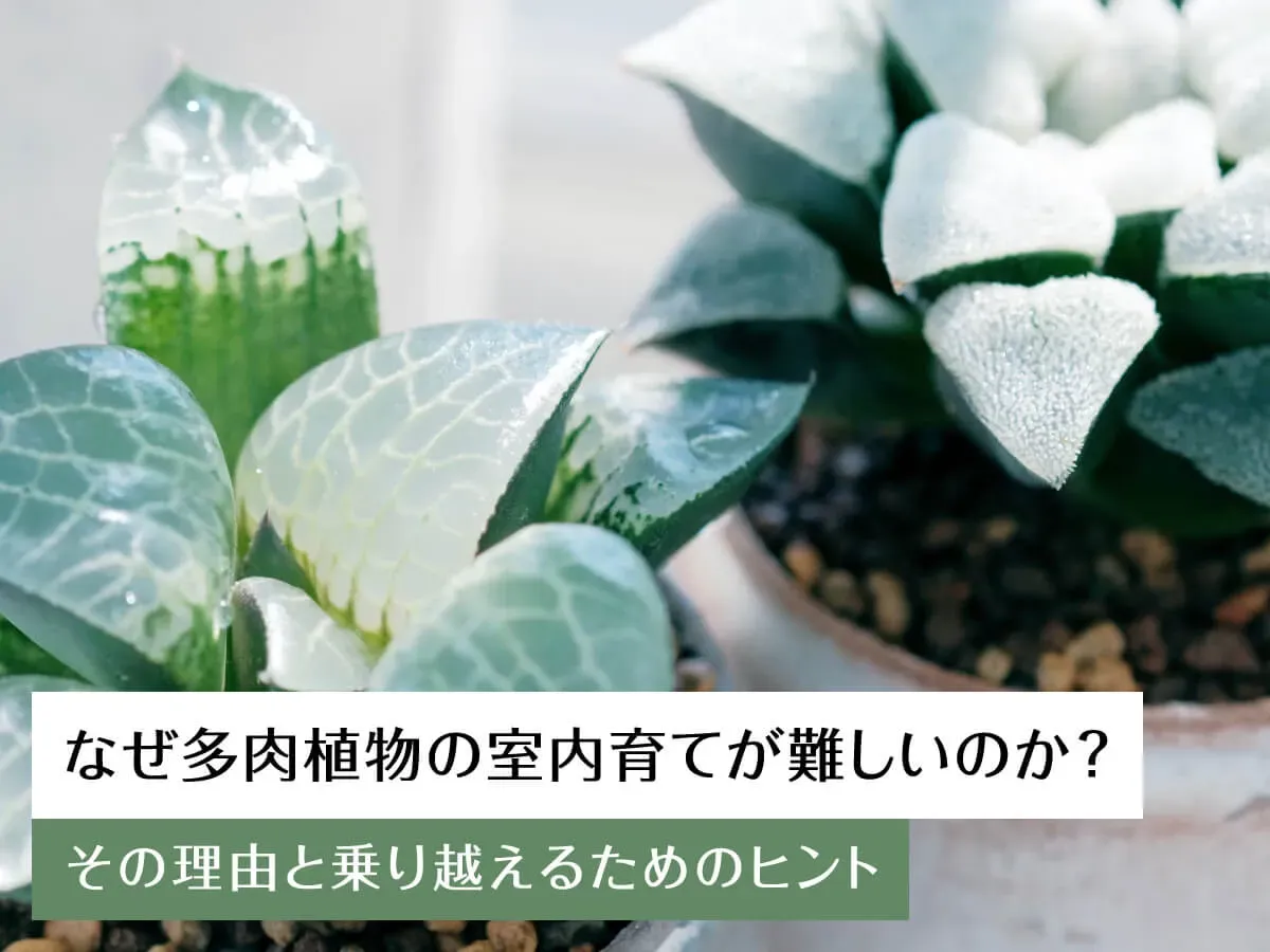 多肉植物 室内 難しい悩みに終止符！絶対失敗しない育て方の全てを解説